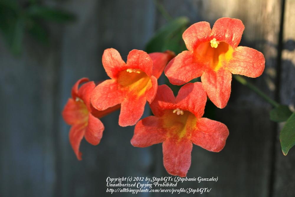 Photo of Crossvine (Bignonia capreolata 'Tangerine Beauty') uploaded by StephGTx