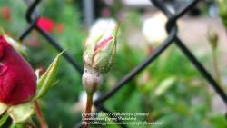 Thumb of 2012-05-16/flowersrjen/84fcdc