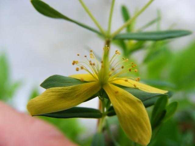 Photo of St Andrew's Cross (Hypericum hypericoides) uploaded by gingin