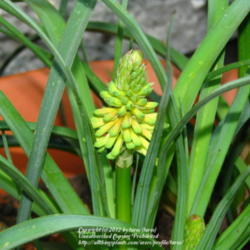 Location: In our garden - Central Valley area, CA
Date: 2012-05-16
Upcoming blooms of the Kniphofia hirsuta 'Fire Dance'