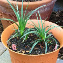 Location: In our garden - Central Valley area, CA
Date: 2012-04-20
Growth update of my Kniphofia hirsuta 'Fire Dance'