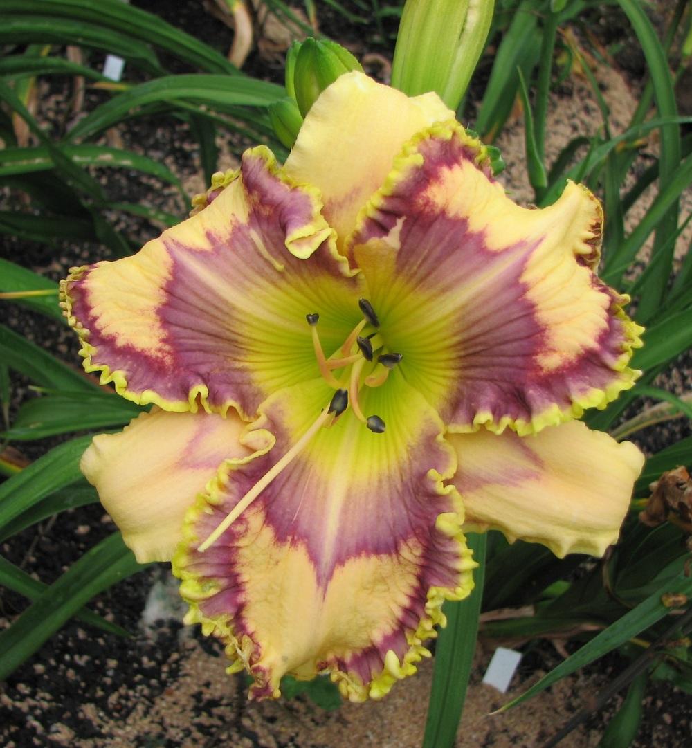 Photo of Daylily (Hemerocallis 'Golden-breasted Starling') uploaded by tink3472
