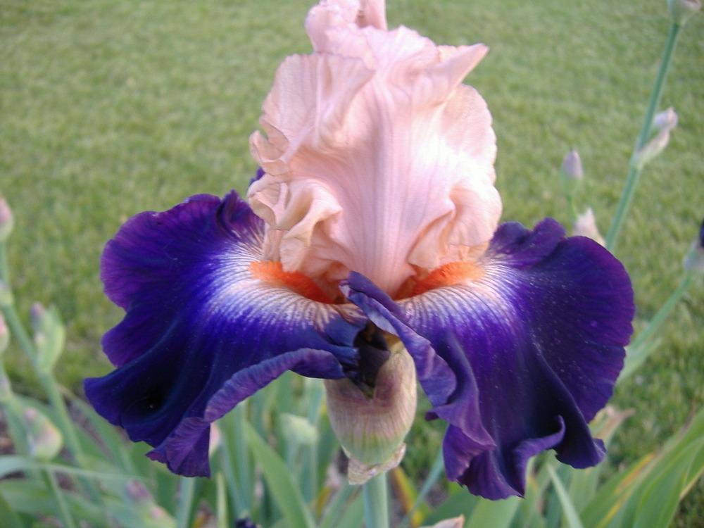 Photo of Tall Bearded Iris (Iris 'Gitano') uploaded by tveguy3