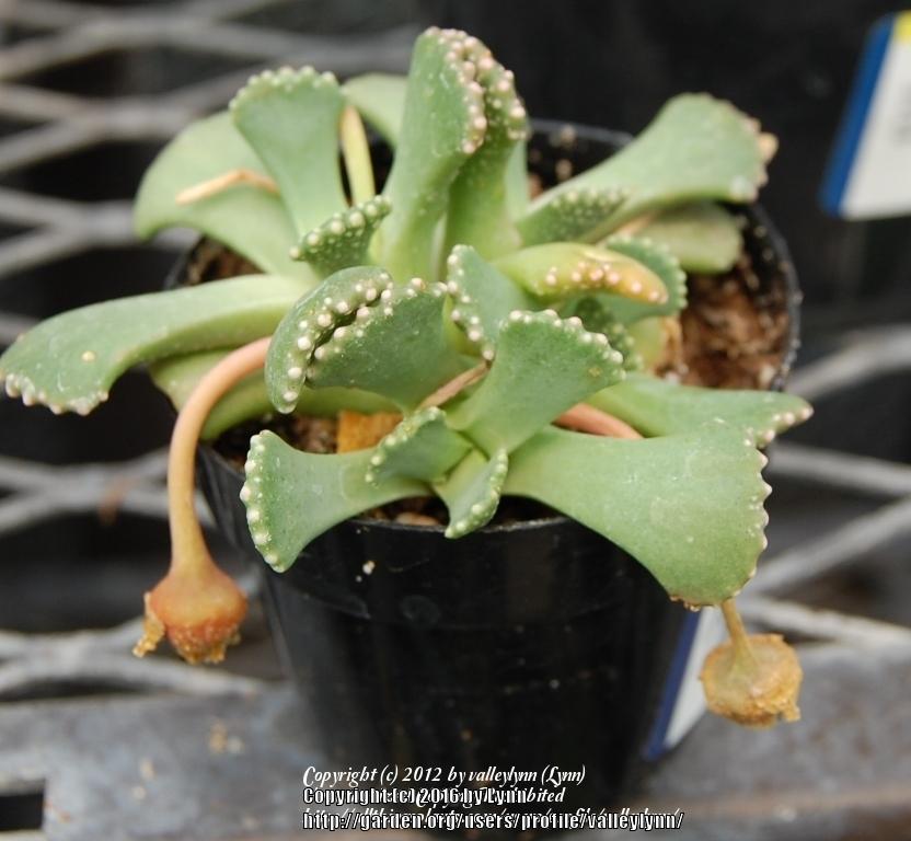 Photo of Giant Jewel Plant (Aloinopsis malherbei) uploaded by valleylynn