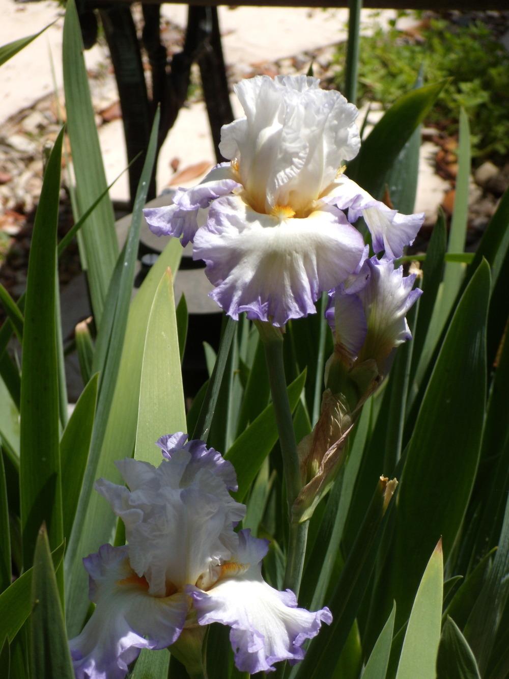 Photo of Tall Bearded Iris (Iris 'Round of Applause') uploaded by Betja
