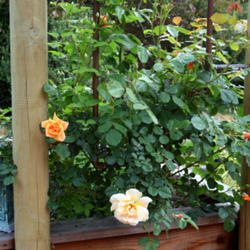 Location: In my garden
Date: 2012-05-15