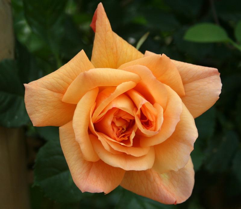 Photo of Rose (Rosa 'Autumn Sunset') uploaded by Calif_Sue