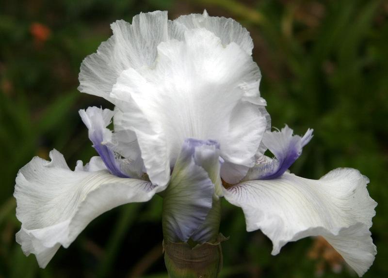Photo of Tall Bearded Iris (Iris 'Oasis Kelly') uploaded by Calif_Sue