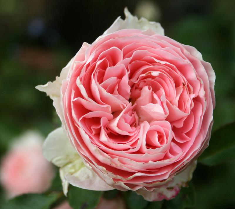 Photo of Shrub Rose (Rosa 'Pompon Flower Circus') uploaded by Calif_Sue