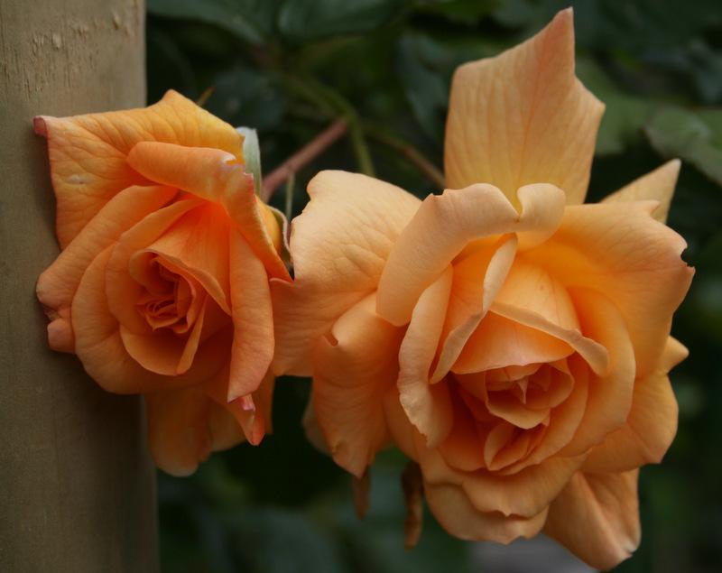 Photo of Rose (Rosa 'Autumn Sunset') uploaded by Calif_Sue