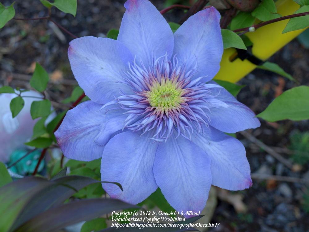 Photo of Clematis Blue Light™ uploaded by Onewish1