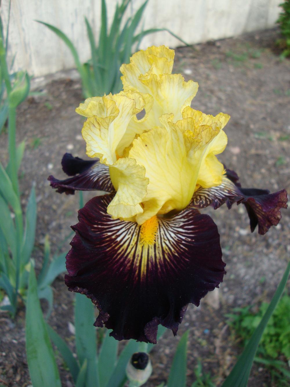 Photo of Tall Bearded Iris (Iris 'Reckless Abandon') uploaded by Paul2032