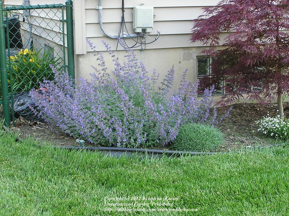 Photo of Catmint (Nepeta x faassenii 'Walker's Low') uploaded by kqcrna