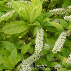 Location: My Cincinnati Ohio garden
Date: May 17, 2012
Bottlebrush-type blooms