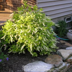 Location: My Cincinnati Ohio garden
Date: May 17, 2012
Little Henry Itea