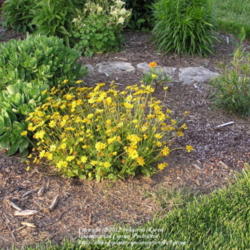 Location: My Cincinnati Ohio garden
Date: May 17, 2012
Coreopsis Nana