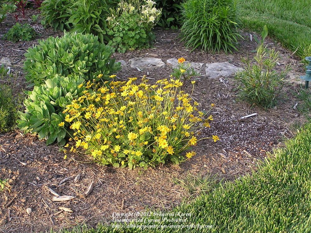Photo of Dwarf Mouse-ear Tickseed (Coreopsis auriculata 'Nana') uploaded by kqcrna