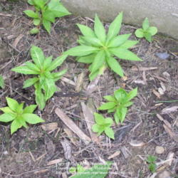 Location: My Cincinnati Ohio garden
Date: May 17, 2012
Spring emergence of balsam volunteers, varying number of true lea