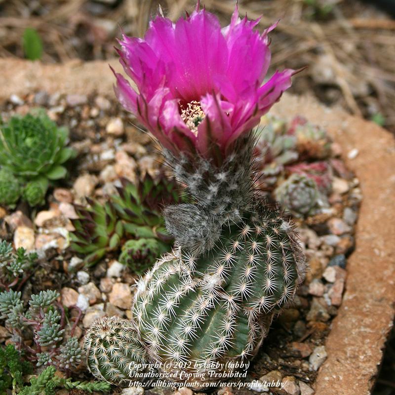 Photo of Lace Cactus (Echinocereus reichenbachii) uploaded by tabby