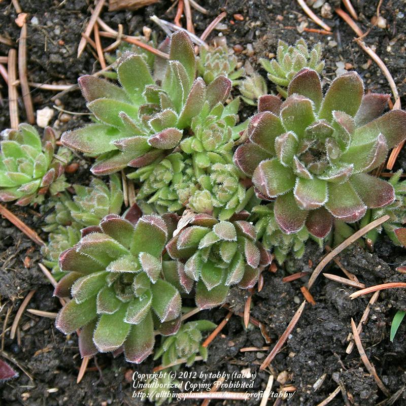Photo of Hen and Chicks (Sempervivum marmoreum 'Bronze Pastel') uploaded by tabby