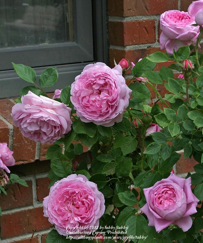 Photo of Rose (Rosa 'Mary Rose') uploaded by tabby