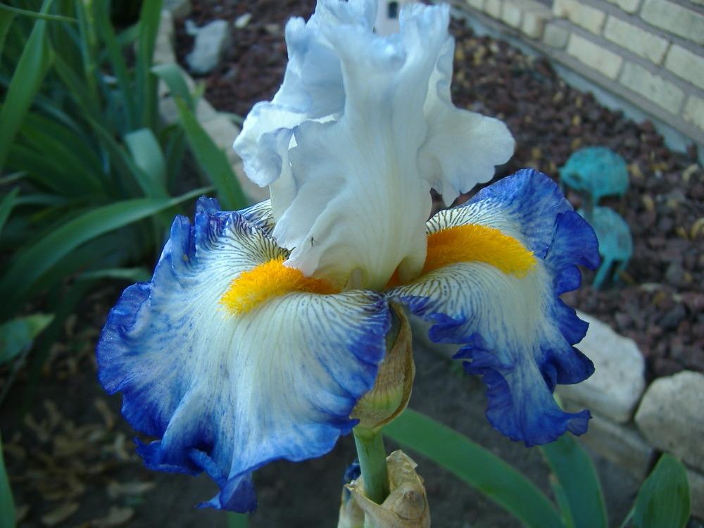 Photo of Tall Bearded Iris (Iris 'Brilliant Idea') uploaded by tveguy3