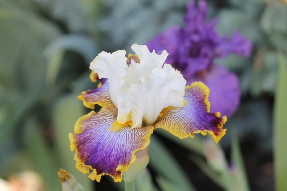 Photo of Tall Bearded Iris (Iris 'Patchwork Puzzle') uploaded by ARUBA1334