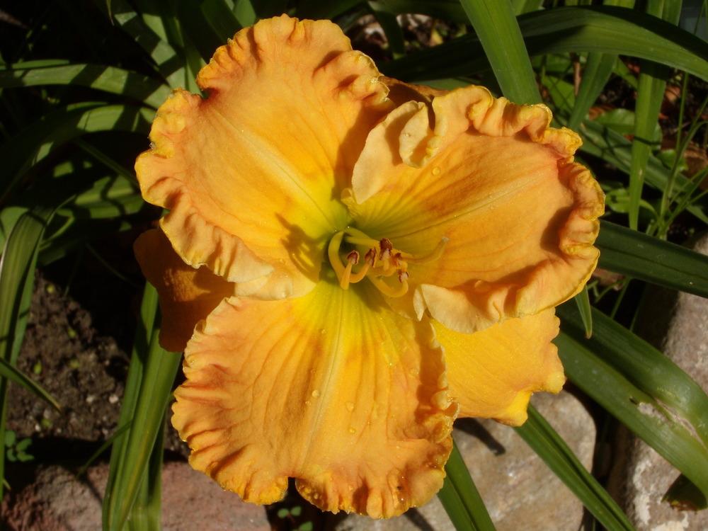 Photo of Daylily (Hemerocallis 'Port Orange') uploaded by Betja