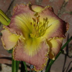 Location: My garden in Bakersfield, CA
Date: 2012-05-16 