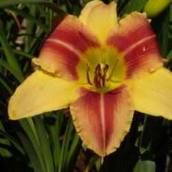 Location: My garden in Bakersfield, CA
Date: 2012-05-13 