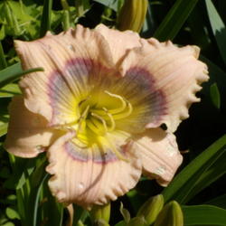 Location: My garden in Bakersfield, CA
Date: 2012-05-14 