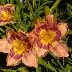 Location: My garden in Bakersfield, CA
Date: 2012-05-11 