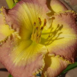 Location: My garden in Bakersfield, CA
Date: 2012-05-16 
This picture hopefully shows the diamond dusting on this daylily.