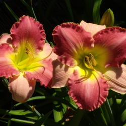 Location: My garden in Bakersfield, CA
Date: 2012-05-16 