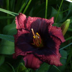 Location: My garden in Bakersfield, CA
Date: 2012-05-15 