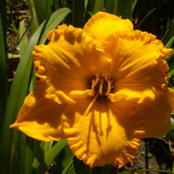 Location: My garden in Bakersfield, CA
Date: 2012-05-12 