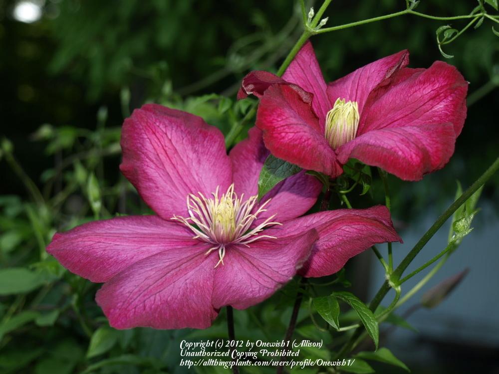 Photo of Clematis 'Ville de Lyon' uploaded by Onewish1