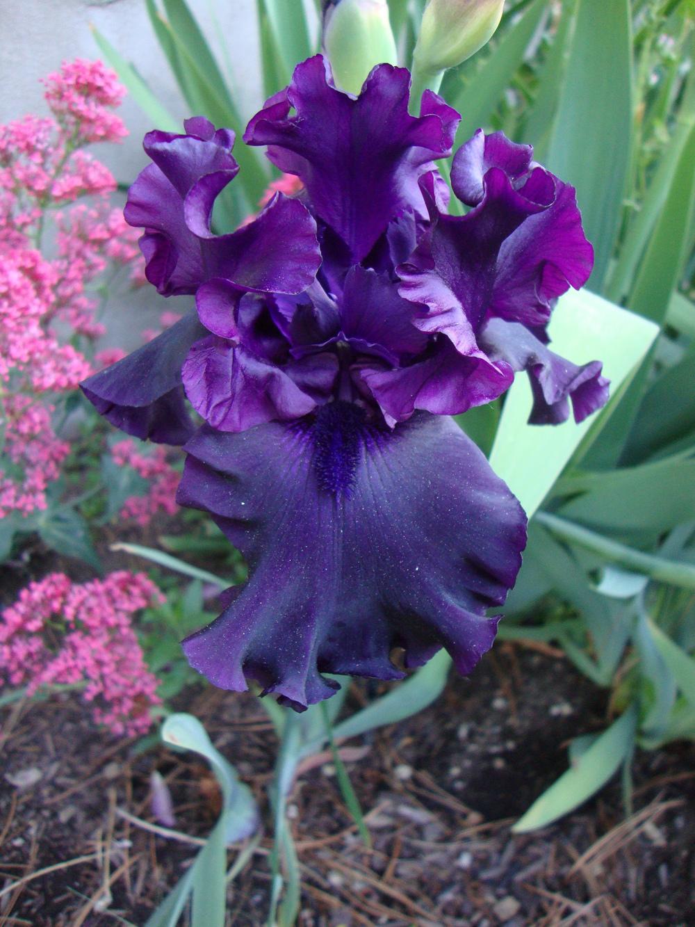Photo of Tall Bearded Iris (Iris 'Raven Girl') uploaded by Paul2032
