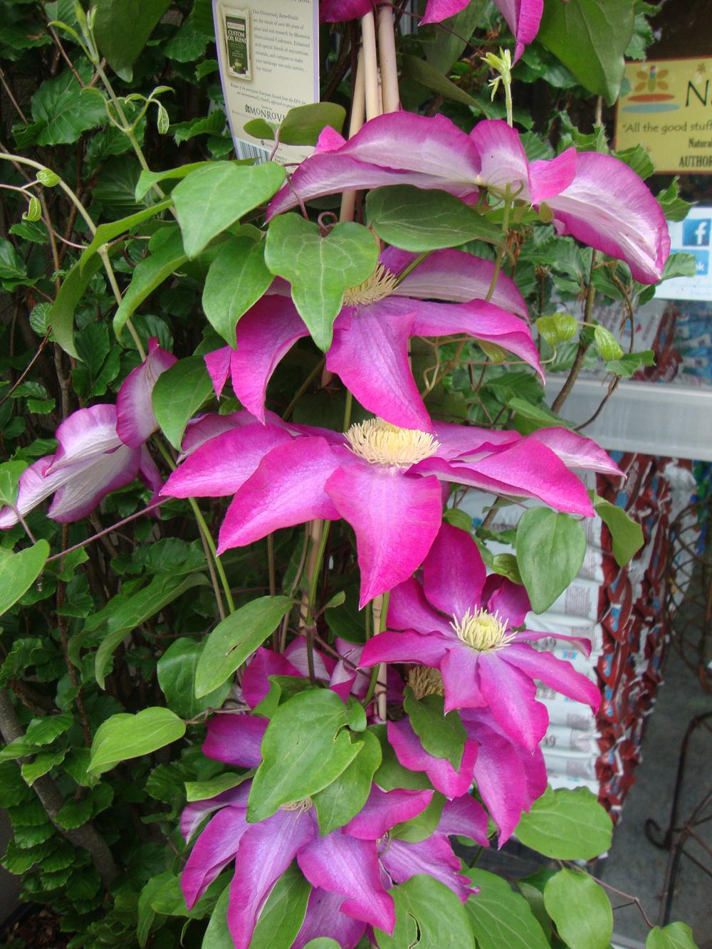 Photo of Clematis 'Pink Champagne' uploaded by Paul2032