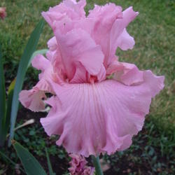 Location: Pleasant Grove, Utah
Date: 2012-05-18
A new favorite pink in my garden