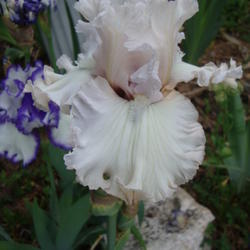 Location: Pleasant Grove, Utah
Date: 2012-05-17
In my garden