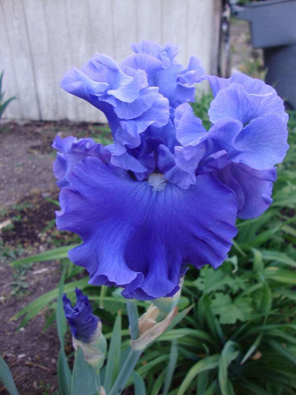 Photo of Tall Bearded Iris (Iris 'Adriatic Waves') uploaded by Paul2032