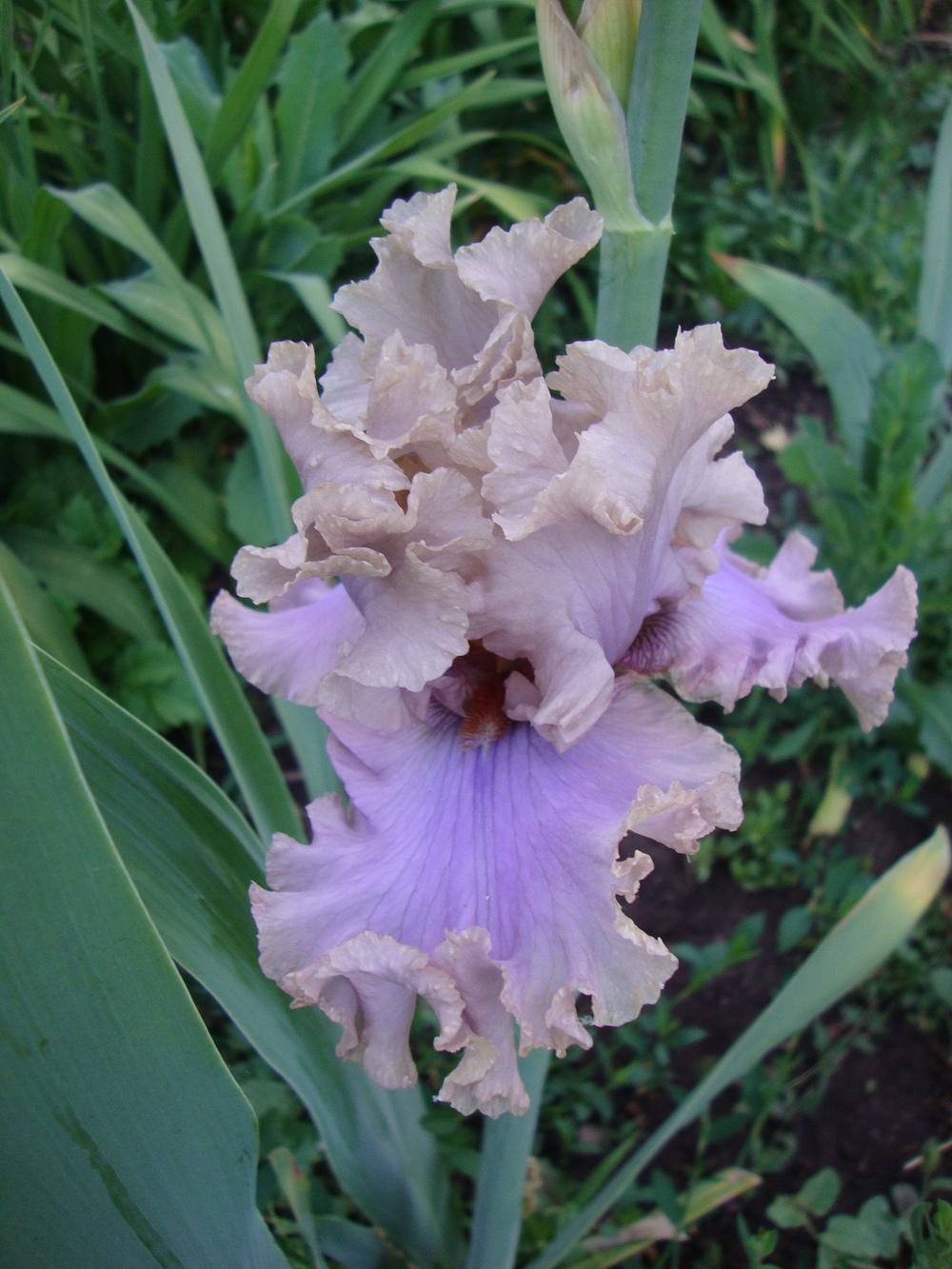 Photo of Tall Bearded Iris (Iris 'Stop Flirting') uploaded by Paul2032