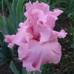 Location: In my garden, Pleasant Grove, Utah
Date: 2012-05-18
Fabulous rich pink color.