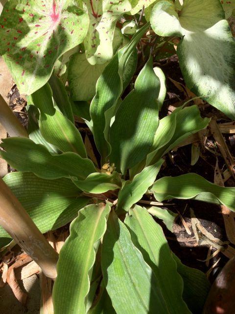 Photo of Sierra Leone Lily (Chlorophytum 'Fireflash') uploaded by extranjera