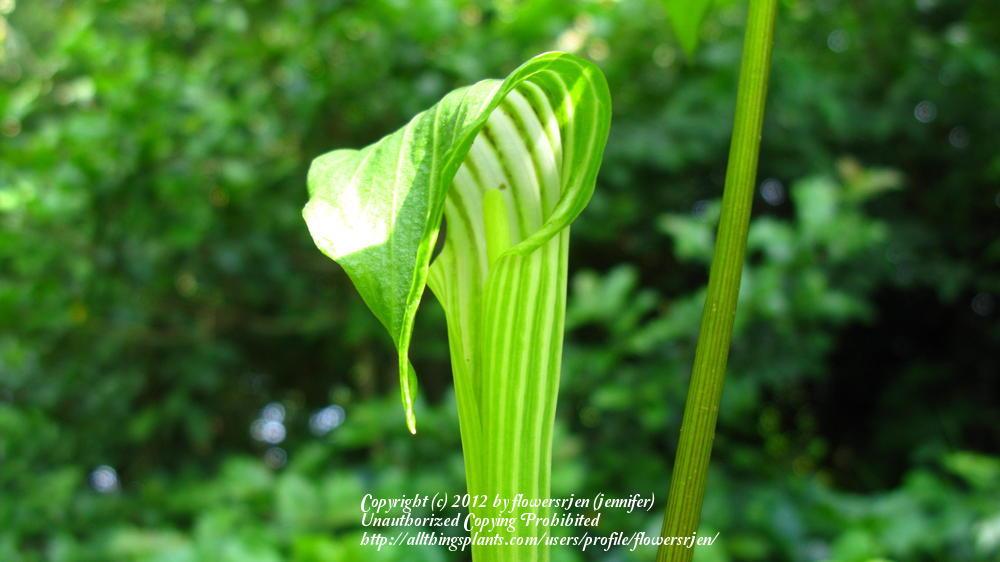 Photo of Jack in the Pulpit (Arisaema triphyllum) uploaded by flowersrjen