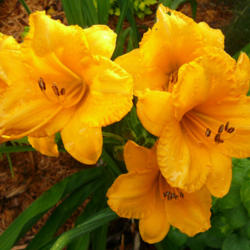 Location: My Garden - Lake Jackson, TX
Date: 2010-05-18
Small Blooms, Big Performan