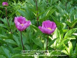 Thumb of 2012-05-18/magnolialover/50a75e