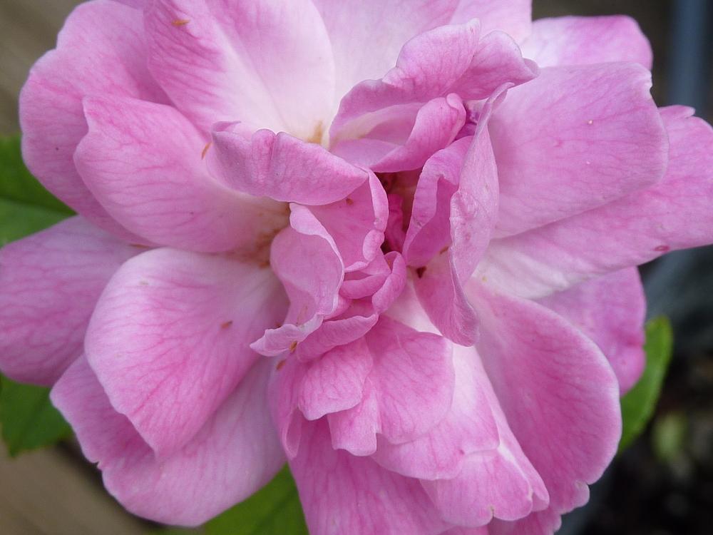 Photo of Rose (Rosa 'Old Blush') uploaded by sandnsea2