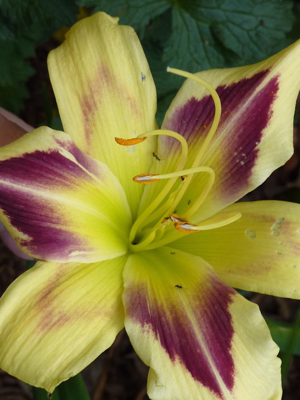 Photo of Daylily (Hemerocallis 'Hold Your Horses') uploaded by sandnsea2